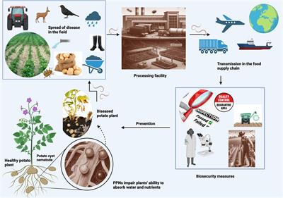 Biosecurity risks to human food supply associated with plant-parasitic nematodes